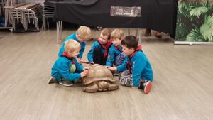 Beavers and a turtle